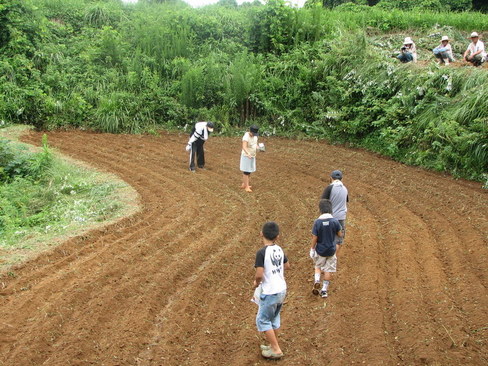 ソバの種まき作業