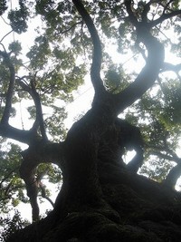 平成19年(2007年）５月３日(祝）開催