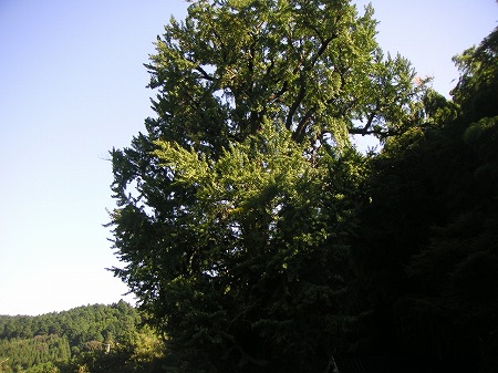 伊万里大川内山の大銀杏