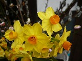 ♪春をよぶ黄色い花♪