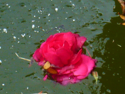 ＊山茶花＊
