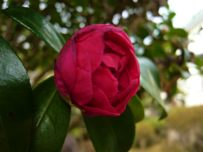 ＊山茶花＊