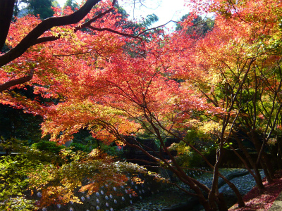 大川内山の紅葉は・・・
