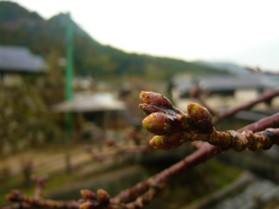 大川内山の桜