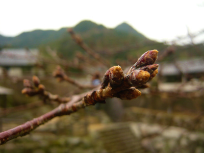 大川内山の桜
