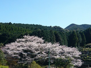 大川内山の桜〜最高の見頃〜