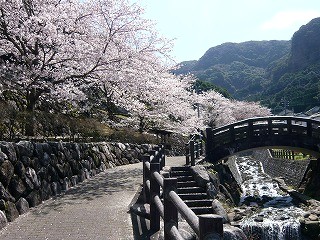 大川内山の桜〜最高の見頃〜