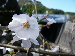 大川内山の桜〜最高の見頃〜