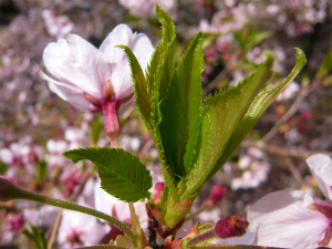 大川内山の桜も見納めです！
