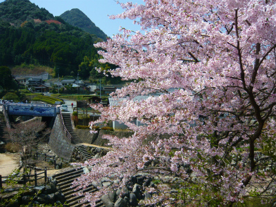 大川内山の桜も見納めです！