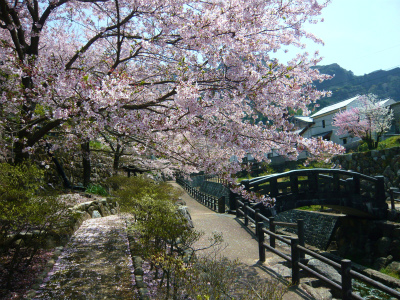 大川内山の桜も見納めです！