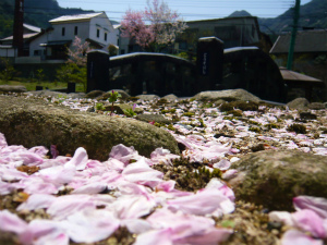 大川内山の桜も見納めです！