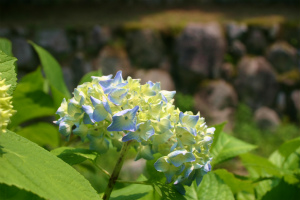 お散歩。