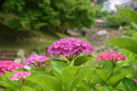 紫陽花が見頃です！