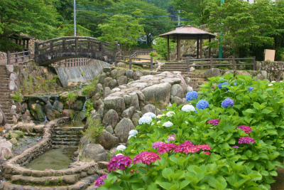 紫陽花が見頃です！