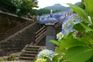 紫陽花が見頃です！
