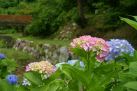 紫陽花が見頃です！