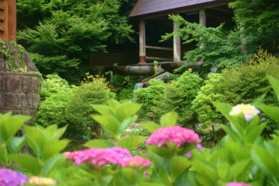 紫陽花が見頃です！
