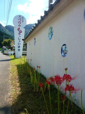 大川内山にも彼岸花が咲き始めました！