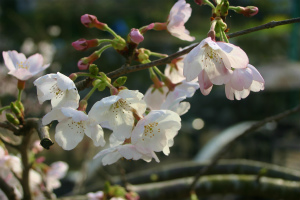 大川内山の桜。