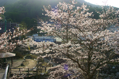 大川内山の桜。