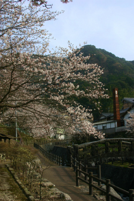 大川内山の桜。