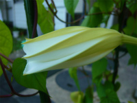 夕顔の花が咲きました♪