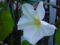 夕顔の花が咲きました♪