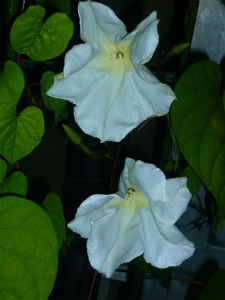 夕顔の花が咲きました♪
