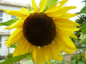 8月～向日葵の器～