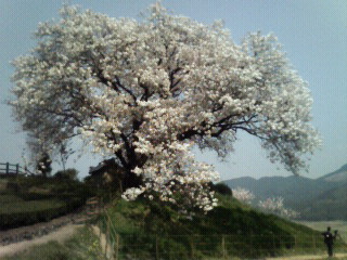 「百年桜」満開