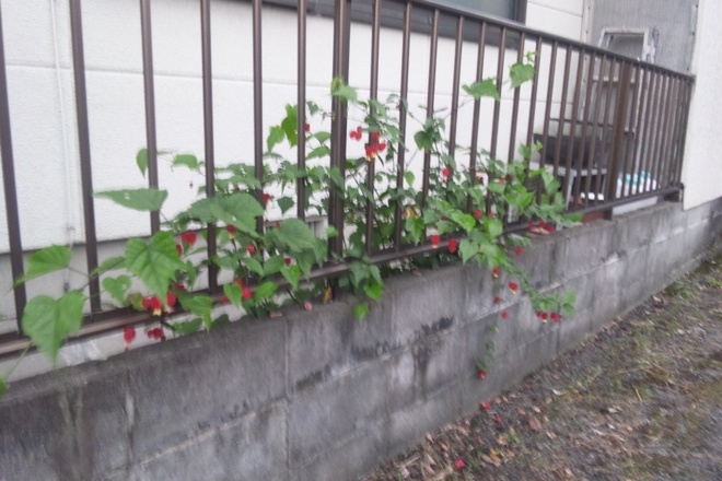 チロラン一年♪