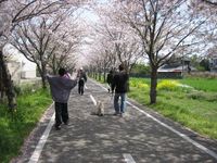 桜三昧