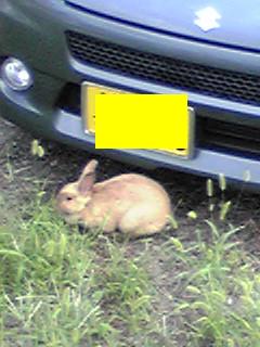 駐車場にうさぎちゃん♪