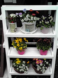 花を植えてみました♪