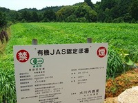 日本一と評判のかぼちゃ＠伊万里市松浦町