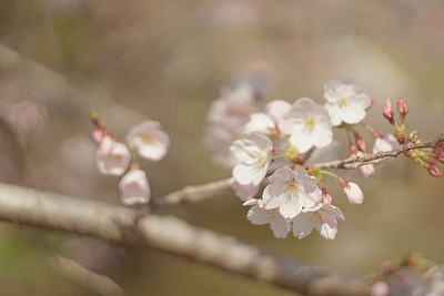 【桜の開花状況】