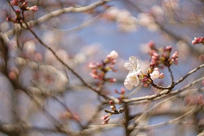 【桜の開花状況】