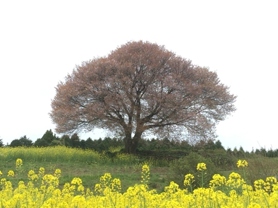 今日の山桜