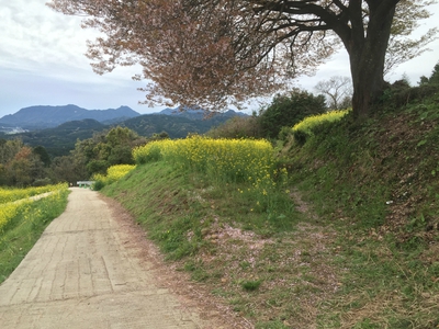 今日の山桜