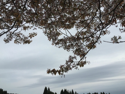 今日の山桜