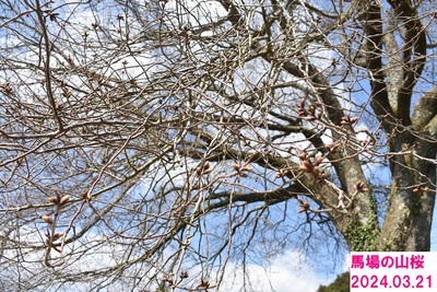 桜の開花状況 〜馬場の山桜・八天桜・飛龍窯〜2024.3.21