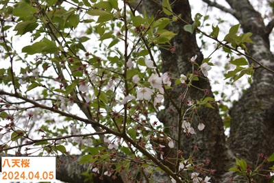 桜の開花状況～馬場の山桜・八天桜・飛龍窯～2024.04.05（最終回）