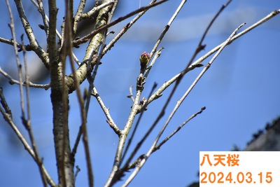 桜の開花状況 〜馬場の山桜・八天桜・飛龍窯〜2024.3.15