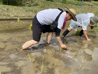 手で植える田植えは気持ちがよか