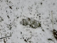 立春の雪