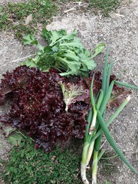 畑から直送の野菜で鍋をつつく