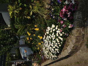 お花の植え替え