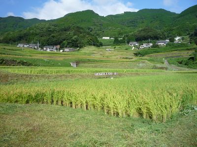 彼岸花が咲き始めました