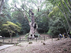 2009年11月15日（日）三樹めぐりウォーキング